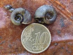 Exemplares de caracol 