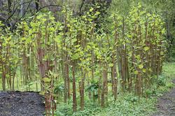 A fallopia japonica, unha das especies invasoras máis perigosas de Galicia / wikipedia