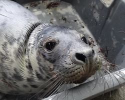 Exemplar de foca de só tres meses de idade atopado na Guarda / Anabam.