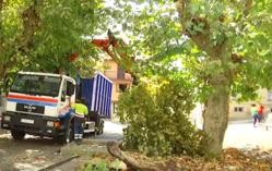 Recollida de árbore caída na Praza de San Marcial de Ourense / Telemiño Youtube.