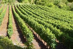 Viña de godello. Fonte: CRDO Valdeorras 