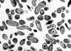 Bacteria Coxiella burnetii, causante da febre Q / NIAID.