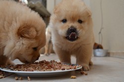 Cans alimentándose.