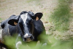 Unha vaca pinta. CALIDAD PASCUAL
