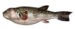 Peixe globo (Ephippion guttifer) / CSIC.
