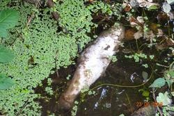 Afectados o vertedoiro denuncian a aparición de gran cantidade de peixes mortos. REMITIDA