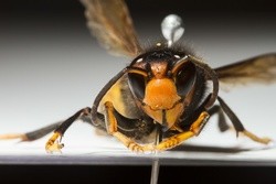 A vespa  invasora 