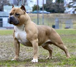 American Bully, considerado como can perigoso e que ten que ter microchip / Dogmal