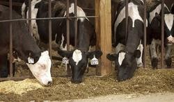 Vacas. FLICKR/UNITED SOYBEAN BOARD - Arquivo