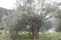 Oliveira galega. Foto: Marga Méndez