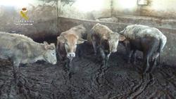Rescatan a varias vacas / Garda Civil