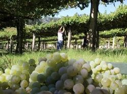 Vendima nas Rías Baixas / Europa Press