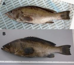Os dous primeiros exemplares de Epinephelus costae rexistrados en augas galegas. O primeiro (A), capturado fronte as illas Cíes e o sefundo (B), na ría de Pontevedra / Acta Ichthyologica Et Piscatoria (2018) 48 (4): 399–402.