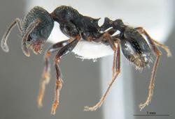 Formiga da especie Goniomma hispanicum /www.hormigas.org.