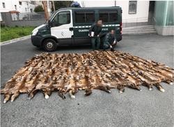 A Garda Civil de Ferrol intercepta 87 peles de raposo sen documento nunha furgoneta. GARDA CIVIL