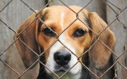 Can. ROYAL CANIN/MASCOTEROS SOLIDARIOS - Arquivo