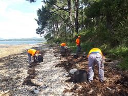 Limpeza de cabichas nas Cíez / Arquivo