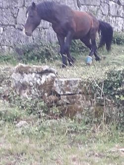 Animalistas denuncian os malos tratos a cabalos tras un novo caso dun équido cun cepo cravado en Covelo (Pontevedra). LIBERA / Europa Press