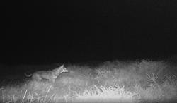 Un animal salvaxe captado polas cámaras dun estudo elaborado por Endesa sobre mamíferos en parques eólicos. CAPTURA (VÍDEO ESTUDO ENDESA) / Europa Press