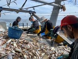 Actividade pesqueira . CEPESCA