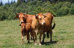 Dúas vacas e un tenreiro nunha leira.. EUROPA PRESS/RPGALICIA - Arquivo / Europa Press