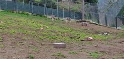 Lobo ibérico con tres cachorros híbridos intervidas polo Seprona nunha leira en Quintela de Leirado (Ourense).. GARDA CIVIL DE OURENSE / Europa Press