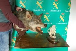 Investigadas tres persoas por irregularidades na homologación dun trofeo de caza dun exemplar de lobo na Gudiña (Ourense).. GARDA CIVIL / Europa Press