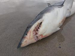 Marraxo morto na praia de Lires / remitida