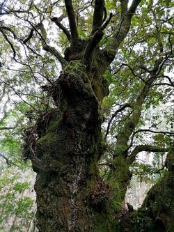 Bosque en Outeiro de Rei que podería resultar arrasado pola construción dunha liña de alta tensión/Salvemos Catasos