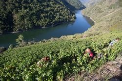 Vendimiadores en viñedos da Ribeira Sacra luguesa / Carlos Castro - Europa Press.