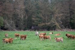 Un rabaño de vacas pasta fronte a un gran bosque de piñeiros na Fonsagrada / Carlos Castro