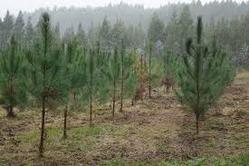 Plantación de piñeiros nun piñeiral / entalud.com