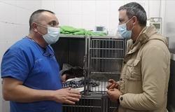 O gato Balín, ao fondo, recuperandose tras recibir varios disparos de perdigóns / Concello de Pontevedra