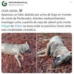 Tuit da asociación Galicia Ambiental no que denuncia a aparición dunha loba morta na Estrada (Pontevedra).. GALICIA AMBIENTAL