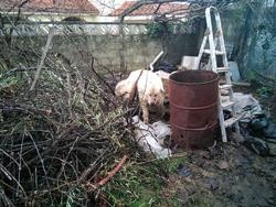 Mastín cuxo dono se investiga por presuntos malos tratos animais. GARDA CIVIL / Europa Press