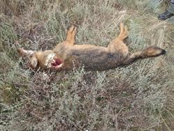 Lobo ibérico abatido ilegalmente por un cazador furtivo na Veiga (Ourense).. GARDA CIVIL