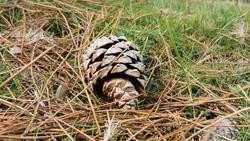 Unha piña nun bosque / Santi Alvite - Europa Press.