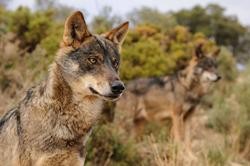 Exemplares de lobo ibérico / WWF.  / Europa Press