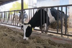 Varias vacas nunha explotación gandeira. EUROPA PRESS - Arquivo