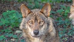 Lobo ibérico / CSIC / Europa Press