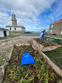 Voluntarios de Afundación e Abanca traballan na erradicación de especies botánicas invasoras.. AFUNDACIÓN