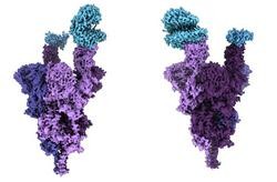 Estrutura atómica da proteína de espiga da variante ómicron (púrpura) unida ao receptor humano ACE2 (azul).. UBC FACULTY OF MEDICINE / Europa Press