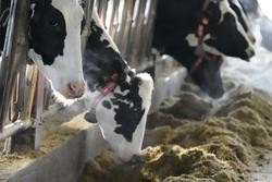 Arquivo - Varias vacas comen na Gandaría O Muíño, a 19 de xaneiro de 2022, en Karrantza, Biscaia, Euskadi, (España).. H.Bilbao - Europa Press - Arquivo / Europa Press