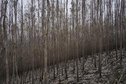 Un incendio arrasou un monte cheo de eucaliptos / Ariadna Silva