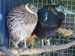 Parella de faisanes monales do Himalaya, especie en perigo de extinción. GARDA CIVIL LUGO