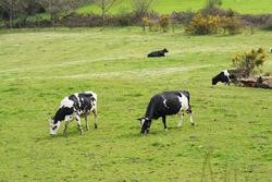 Varias vacas leiteiras pastorean nunha granxa. Álvaro Ballesteros - Europa Press / Europa Press