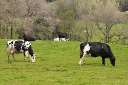 Varias vacas leiteiras pastorean na granxa Casa Grande de Xanceda / Álvaro Ballesteros - Europa Press