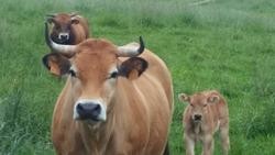 Vacas. Gando bovino / Arquivo