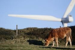 Arquivo - Unha vaca pasta fronte a unha aspa dun aeroxerador no Parque eólico do Fiouco, da Serra do Xistral, na comarca de Terra Cha, a 22 de febreiro de 2022, en Abadín, en Lugo, Galicia (España).  Carlos Castro - Europa Press - Arquivo