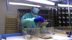 Un técnico do Centro de Biomedicina Experimental de Galicia, o centro especializado da USC en experimentación animal / Europa Press